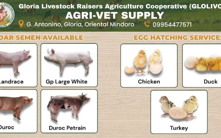 Now Available at GLOLIVCO Agri-Vet Supply: Boar Semen and Egg Hatching Services