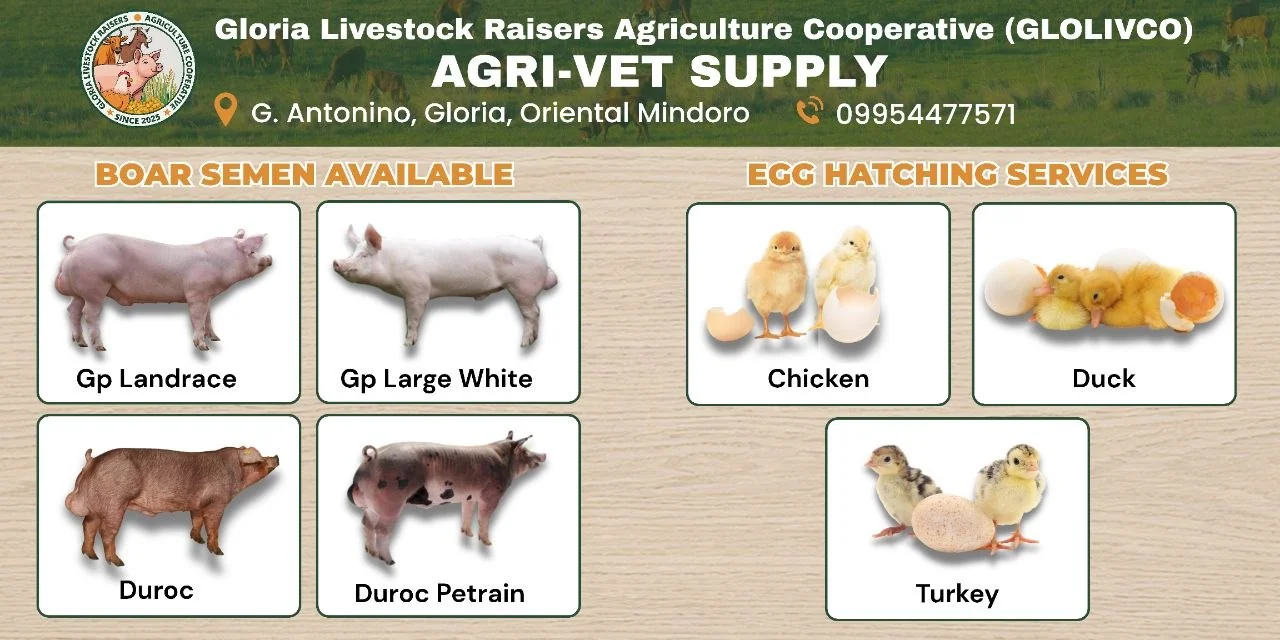 GLOLIVCO Agri-Vet Supply in G. Antonino, Gloria: boar semen (GP Landrace, GP Large White, Duroc, Duroc-Pietrain) and egg hatching for chicken, duck and turkey