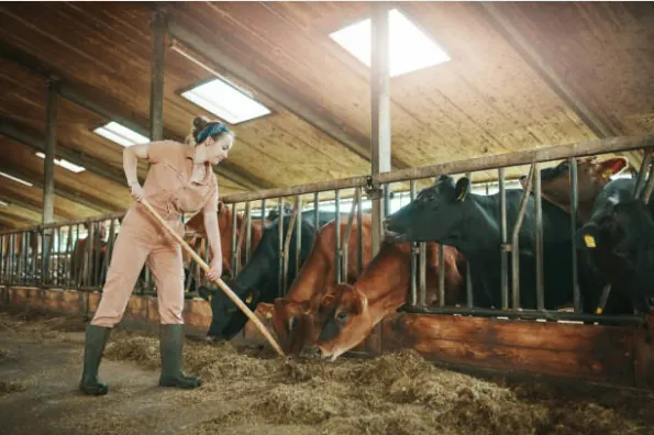 Protecting Your Pigs from ASF: 5 Biosecurity Tips for Hog Raisers